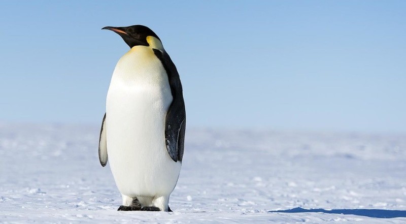 Create meme: Emperor penguin , penguin , animals of Antarctica the Emperor penguin