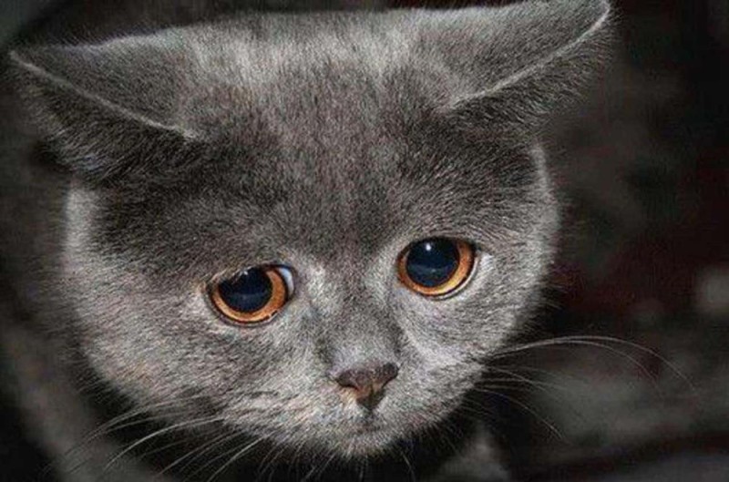 Создать мем: грустный котик мем, мем грустный кот, грустный серый кот