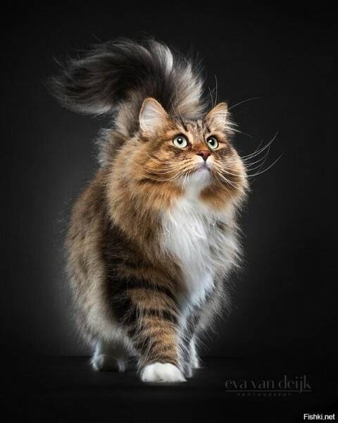 Create meme: maine coon, the Siberian cat, long-haired cats 