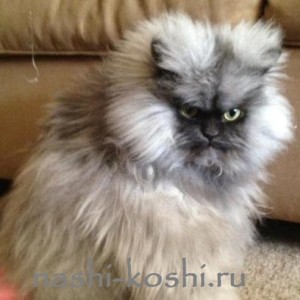 Создать мем: кот полковник мяу, порода кошек полковник мяу, гималайский персидский кот