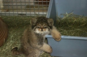 Create meme: ANGRY MANUL