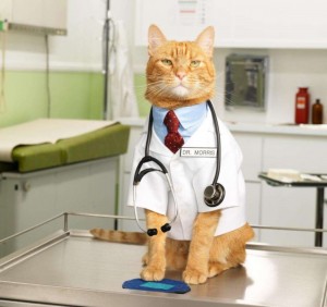 Создать мем: доктор моррис кот, котик медик, кошка доктор