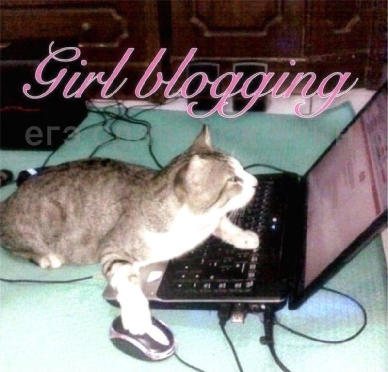 Создать мем: кошки, кошки и интернет, котик на клавиатуре