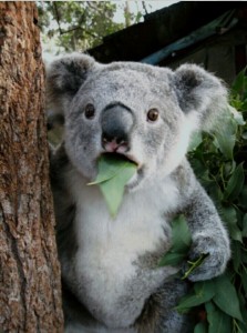 Создать мем: удивленные животные, коала, милая коала