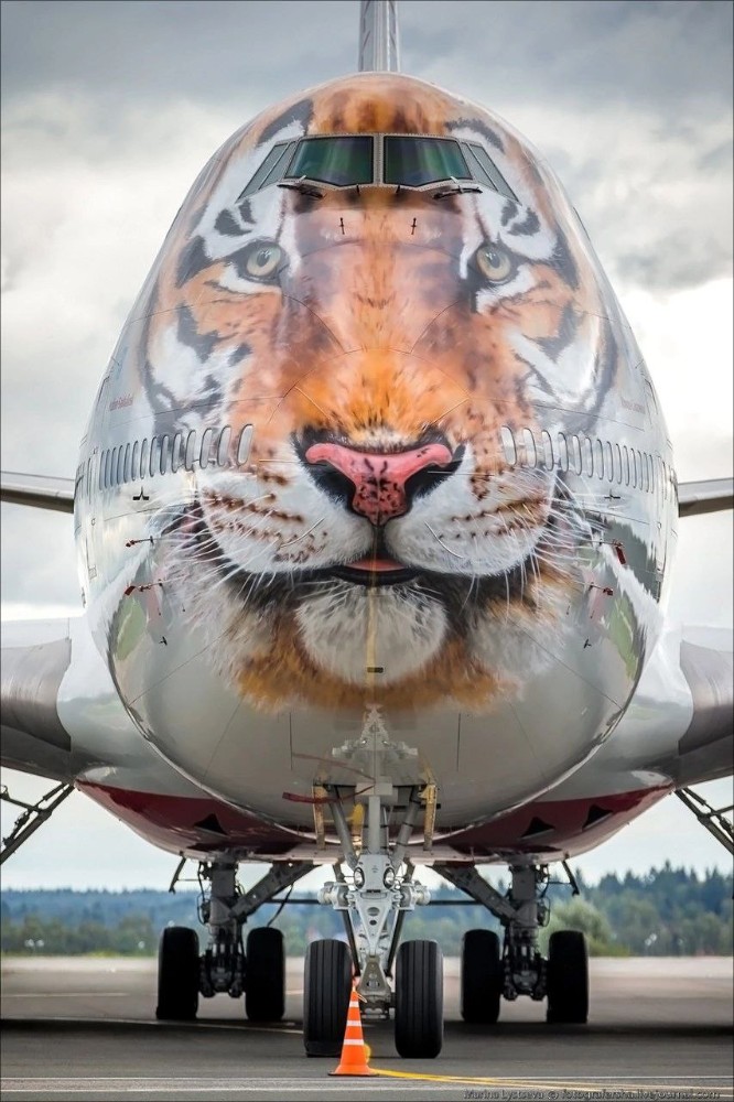 Создать мем: самолет с тигром на носу, боинг 747 разрисовано тигром, боинг 747 тигролет россия