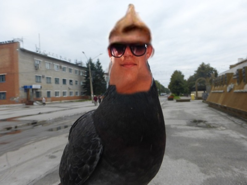 Create meme: the pigeon is funny, dove Jora , pigeon meme 