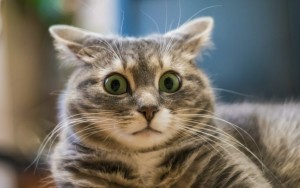 Создать мем: испуганный кот, удивленный кот, кот смешной