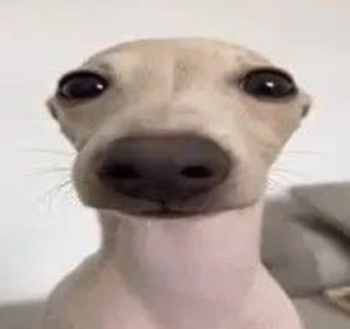 Create meme: meme dog with chins, crying dog meme, dog funny