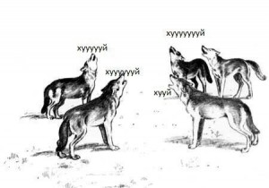 Create meme: meme wolf, the wolf howls, wolf