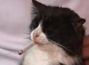 Курящий кот марихуану наркоман в конопле