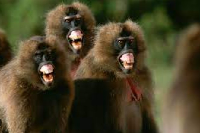 Create meme: monkey mandrill are dangerous, dangerous monkeys, friendly monkeys