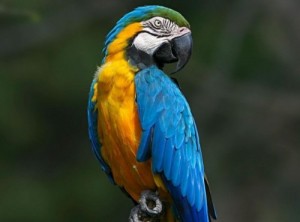 Создать мем: синий желтый, окружающий мир птицы, parrot