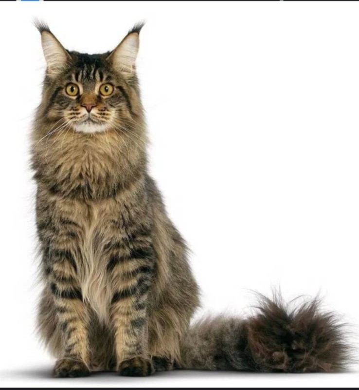 Create meme: maine coon, cat Maine Coon, maine coon breed