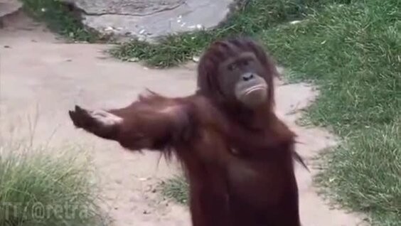 Create meme: orangutan monkey, monkey orangutan, funny monkey 