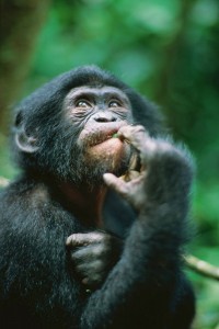 Создать мем: шимпанзе обыкновенный, шимпанзе бонобо, шимпанзе домашний