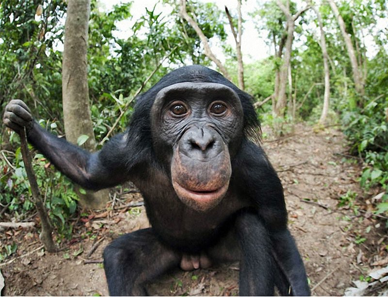 Создать мем: самка шимпанзе, самец шимпанзе, шимпанзе обыкновенный