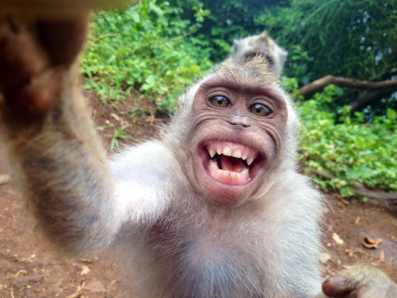 Create meme: selfie monkey , monkey selfie, animal selfies are funny