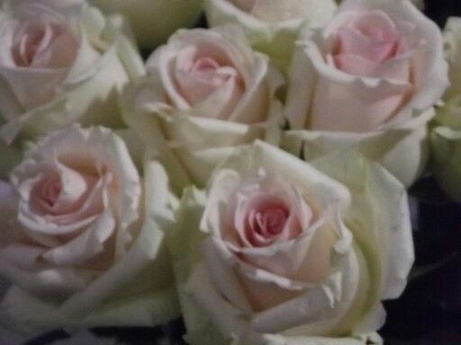 Create meme: rose avalange white, white rose, sweet avalange rose