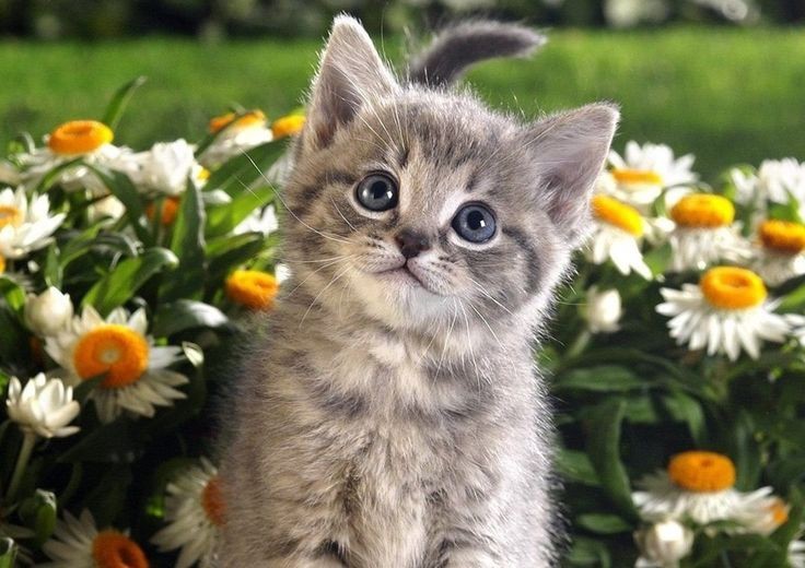 Create meme: kitties , very beautiful kittens, grey kitten 