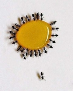Создать мем: муравьи, которые не едят сладкое, аппликация солнце, honey