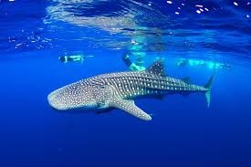 Create meme: the whale shark, Ningaloo reef whale shark, whale shark in the Maldives