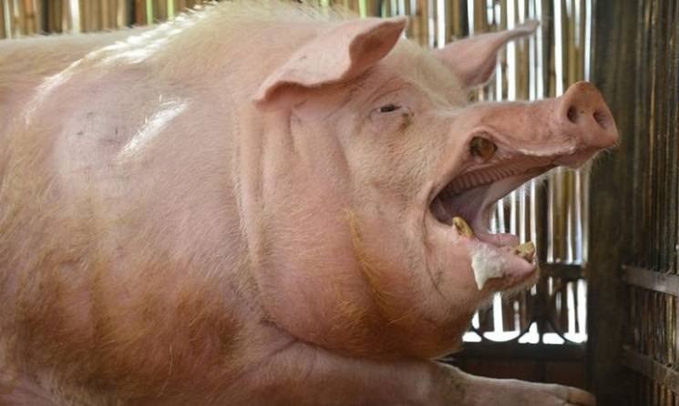 Create meme: boar , big pig, boar boar boar pig