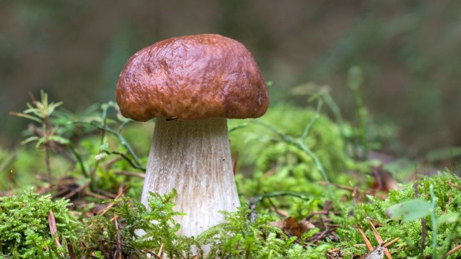 Create meme: mushrooms white mushroom, white mushroom, mushrooms mushrooms