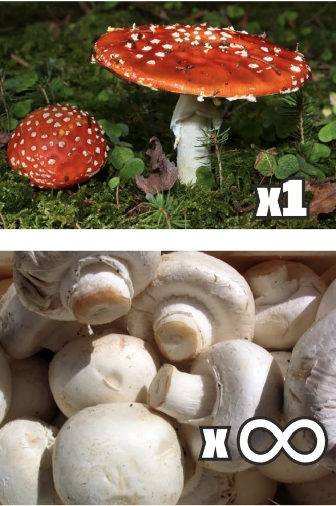 Создать мем "mushroom, шампиньоны, несъедобные грибы" .