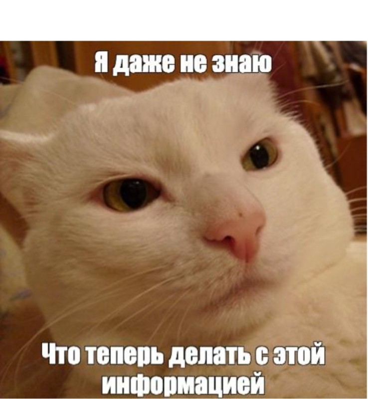 Create meme: meme cat , serious cat meme, the cat from the meme