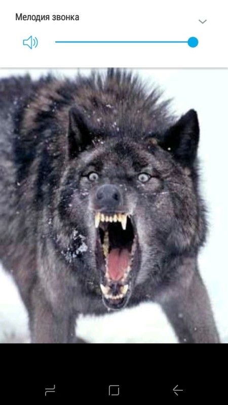 Create meme: grin wolf, black wolf grin, The wolf bares its mouth