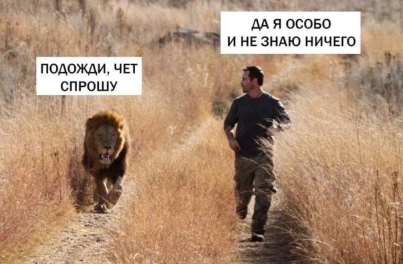 Создать мем: лев бежит за человеком, утренняя пробежка, убегает от льва мем