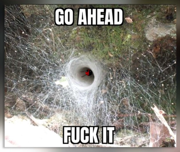 Создать мем: гнездо пауков, паутина воронкового паука, гнездо паука