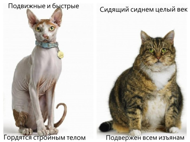 Создать мем: кошки интересные сфинксы, кошки в разном возрасте, кошка сфинкс