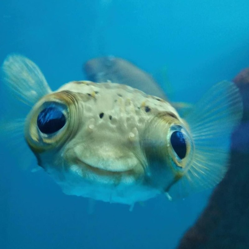 Create meme: fish with bulging eyes, bug - eyed fish, puffer fish 