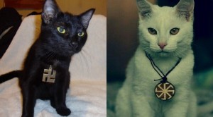 Создать мем: черный кот, котик, кошка
