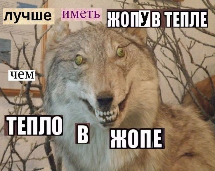 Создать мем: волк ауф мем, волк чучело, чучело волка смешное
