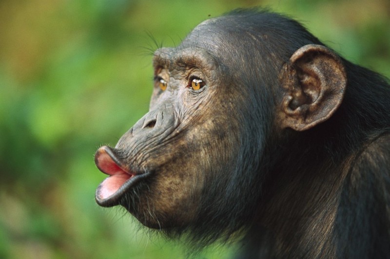 Создать мем: обезьяна, самка шимпанзе, шимпанзе