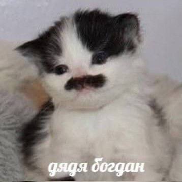 Создать мем: милые котики, котики, кошка на ручках мем