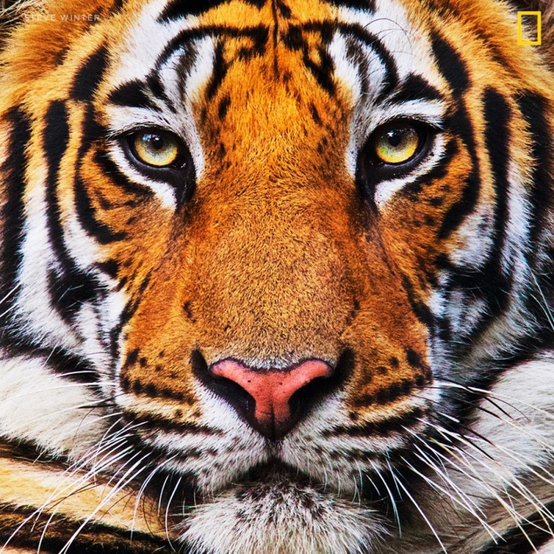 Создать мем: тигриная морда, морда тигра анфас, тигр портрет