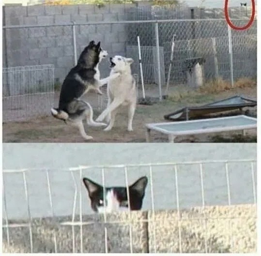 Create meme: dog , Siberian husky enclosure, husky enclosure