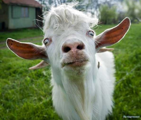 Create meme: goat , goat goat kid, goat face