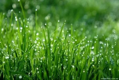 Create meme: morning dew, the grass in the dew, the lawn is green