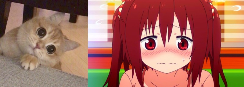 Create meme: Umaru Chan Nana Ebina, anime duplicitous sister Umar, cats are cute memes