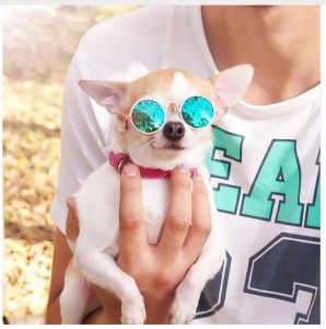 Create meme: little dog, points for cats with their hands, couple sunglasses for cats and humans