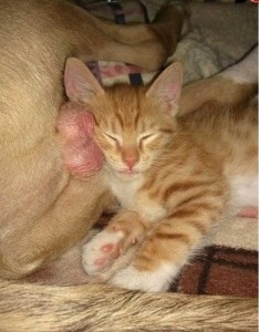 Create meme: my favorite cat pictures, red cat mother with kitten, cats