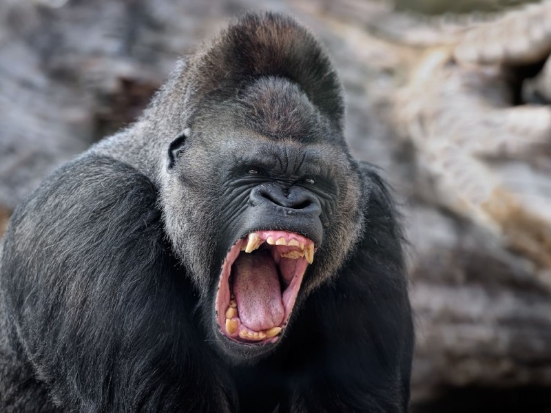 Create meme: angry gorilla, mountain gorilla, the gorilla laughs