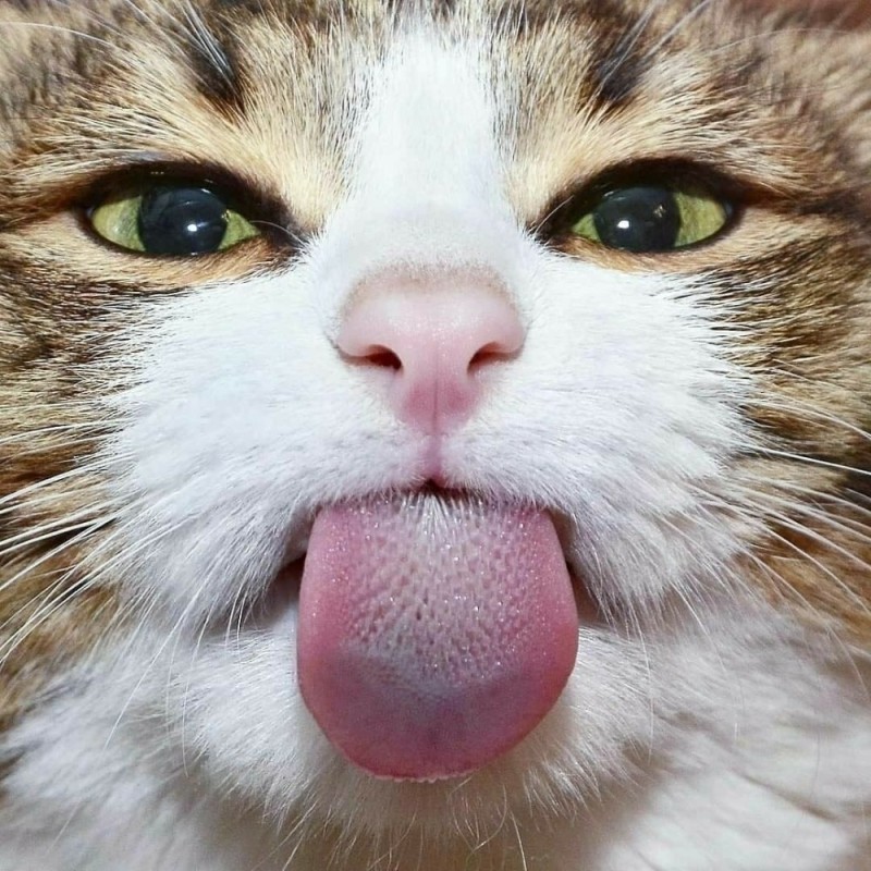 Create meme: cat with tongue hanging out, cat's tongue, cat funny 