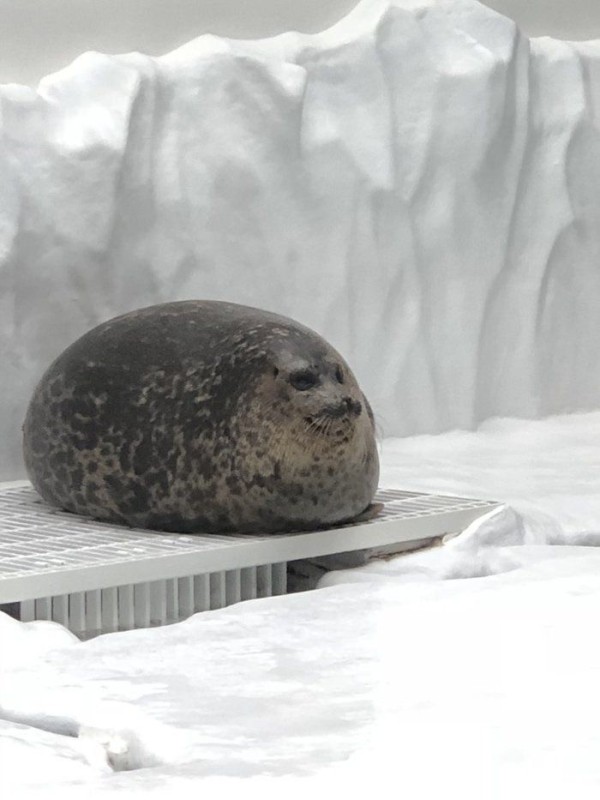 Create meme: spotted seal, seals, seal Yuki