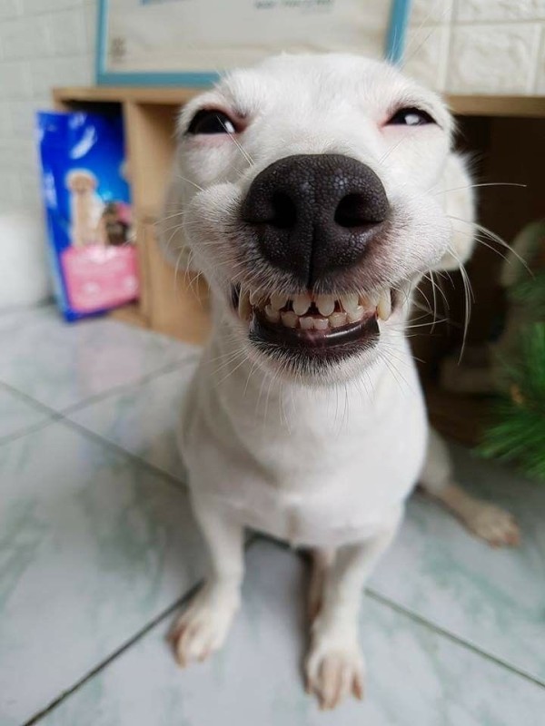 Создать мем: улыбающийся пес, веселая собака, улыбающаяся собака