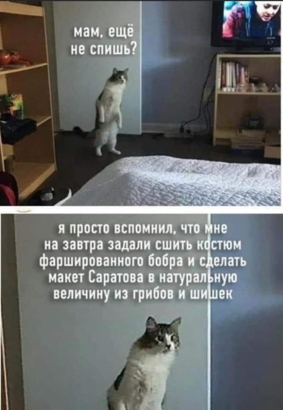Создать мем: коты, кошка, кот юмор